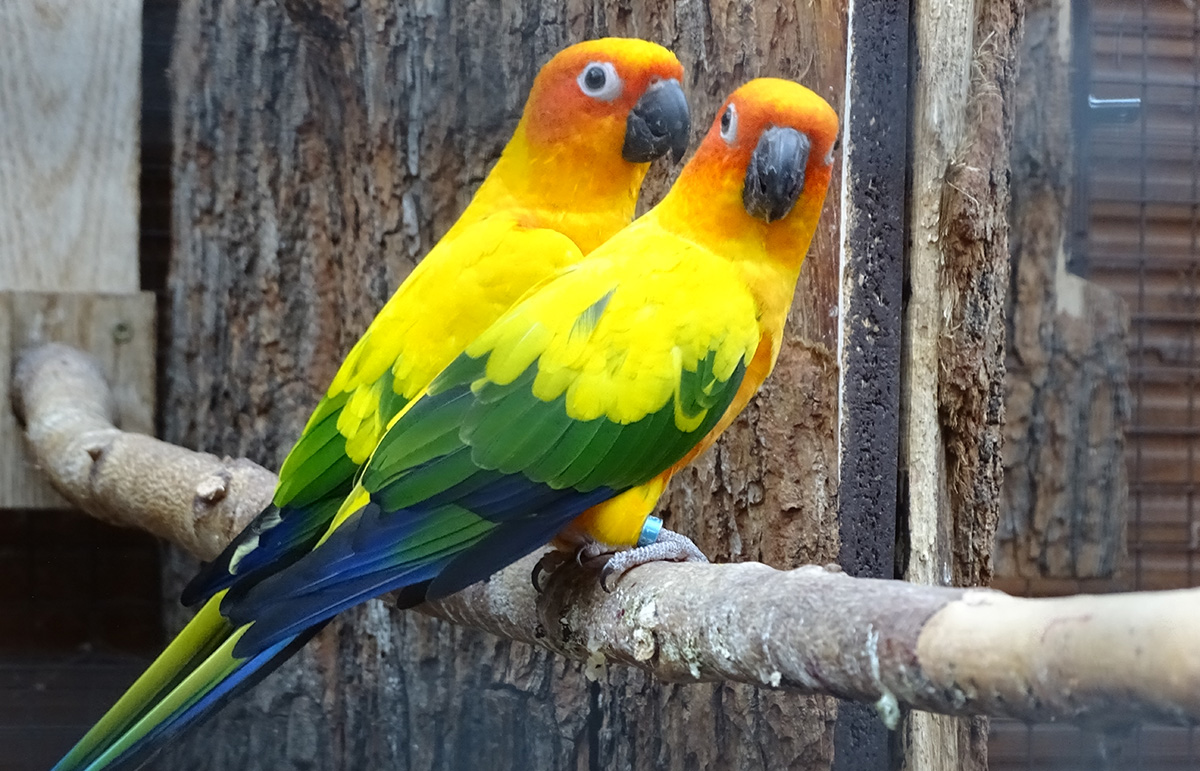 Stor fugleudstilling