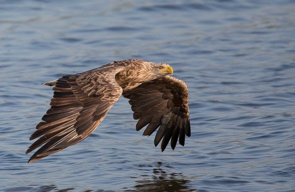  Se de store vingefang suse over Danmarks natur