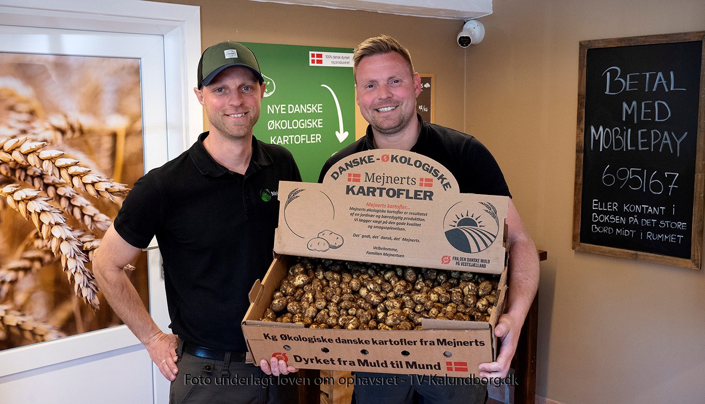 Klar med nye økologiske kartofler