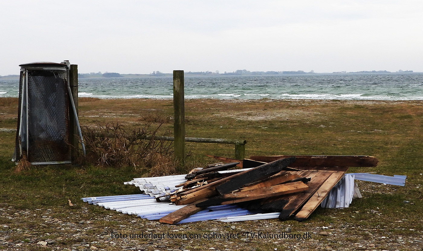 Et ’strandsvin’ har bygget rede