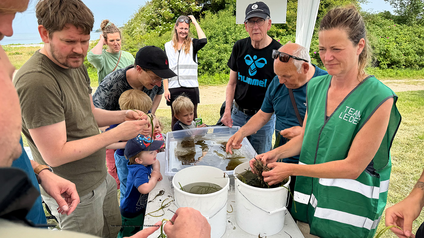 Plantede ålegræs for at hjælpe det døende havmiljø