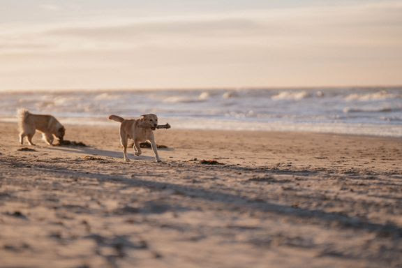 Hunde kan igen løbe frit på mange af landets strande