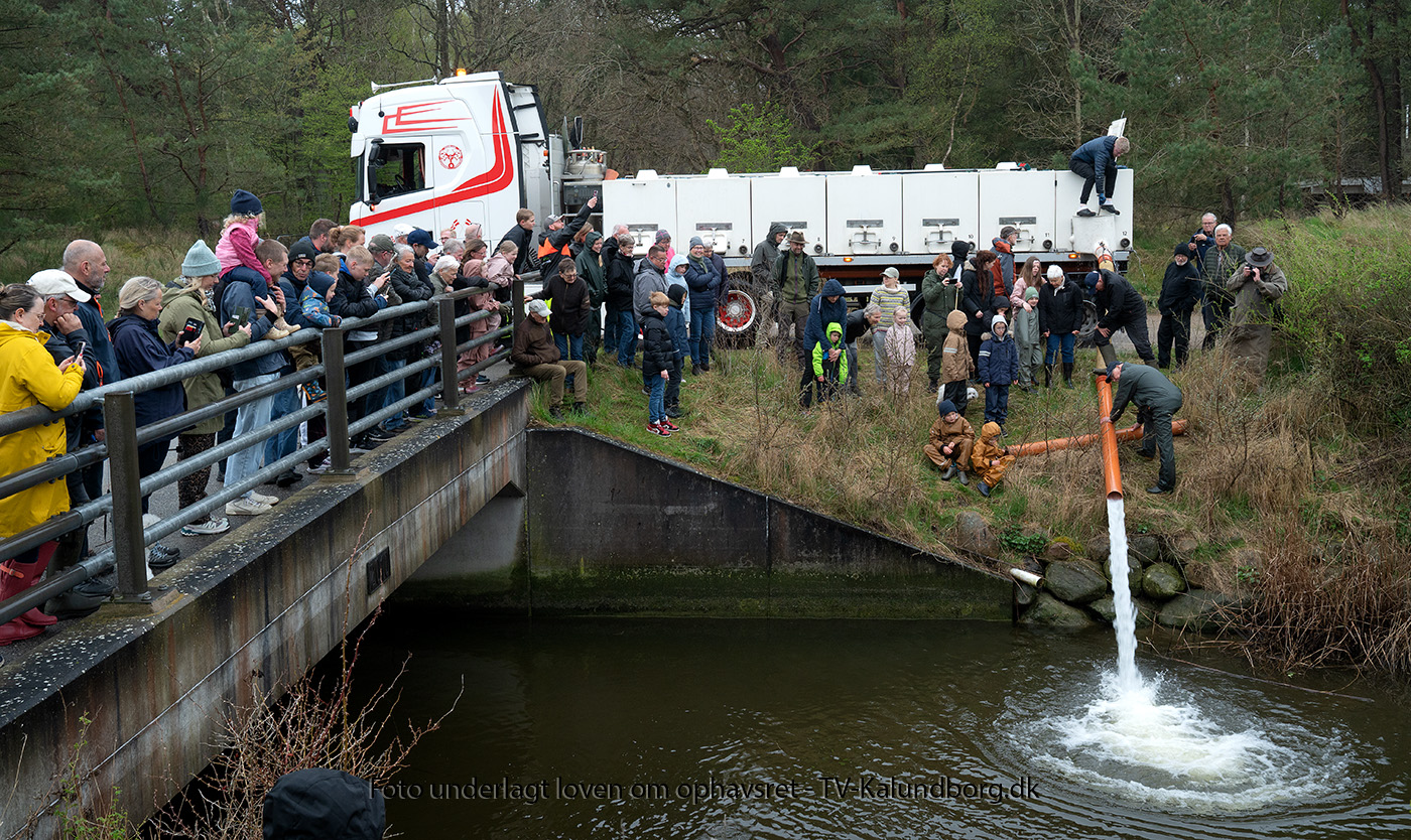 Video: 13.000 havørreder sat ud i Sukkerkanalen