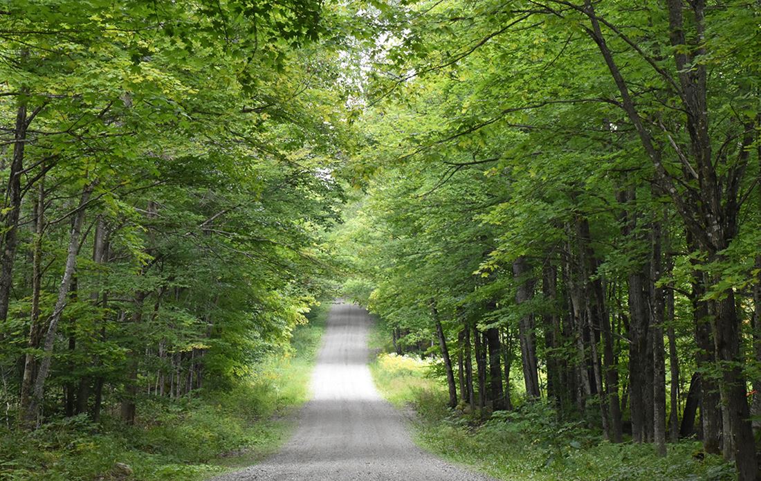 Nye skove får støtte fra Klimaskovfonden – også i Kalundborg