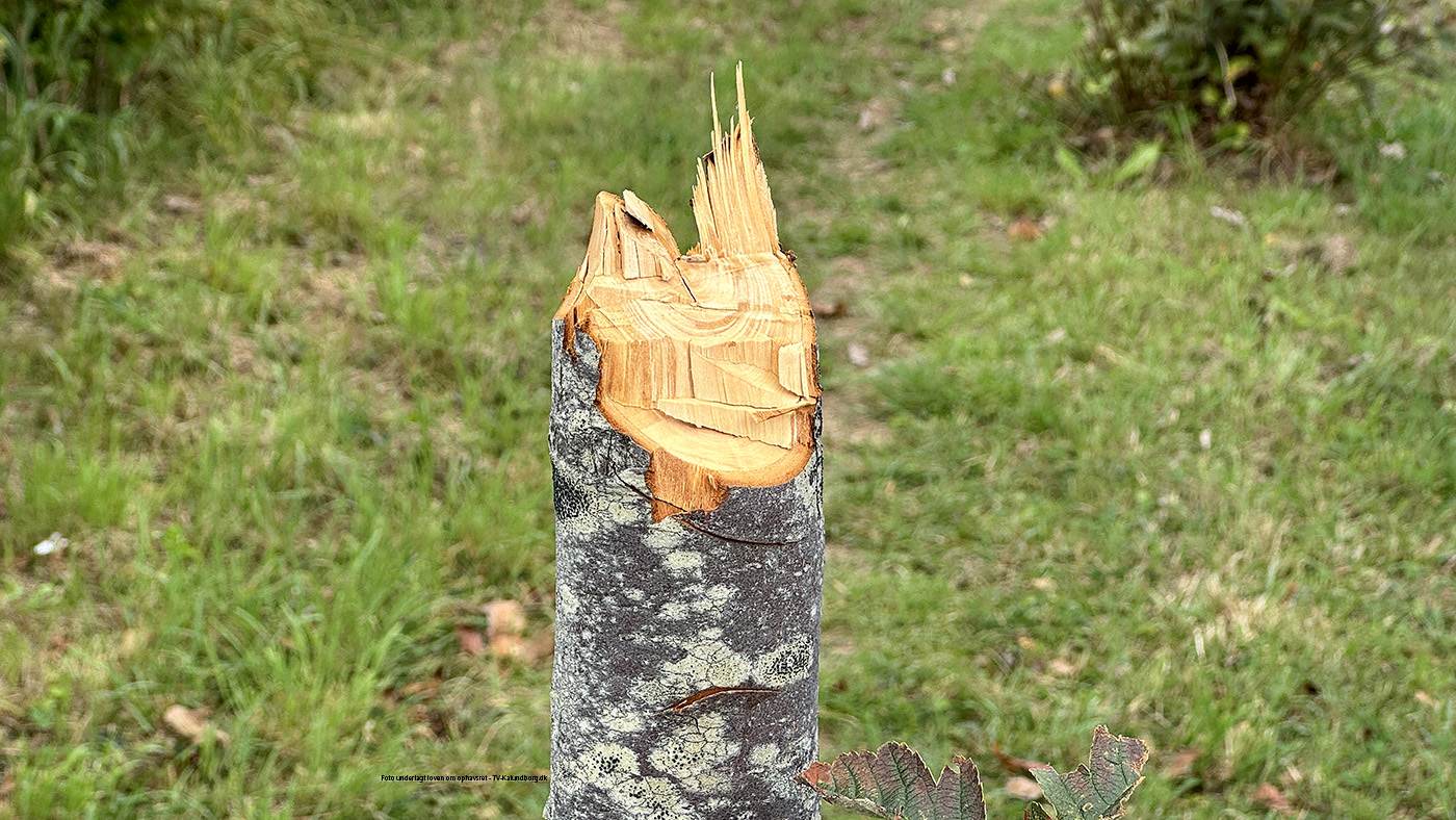 Endnu et træ fældet med økse