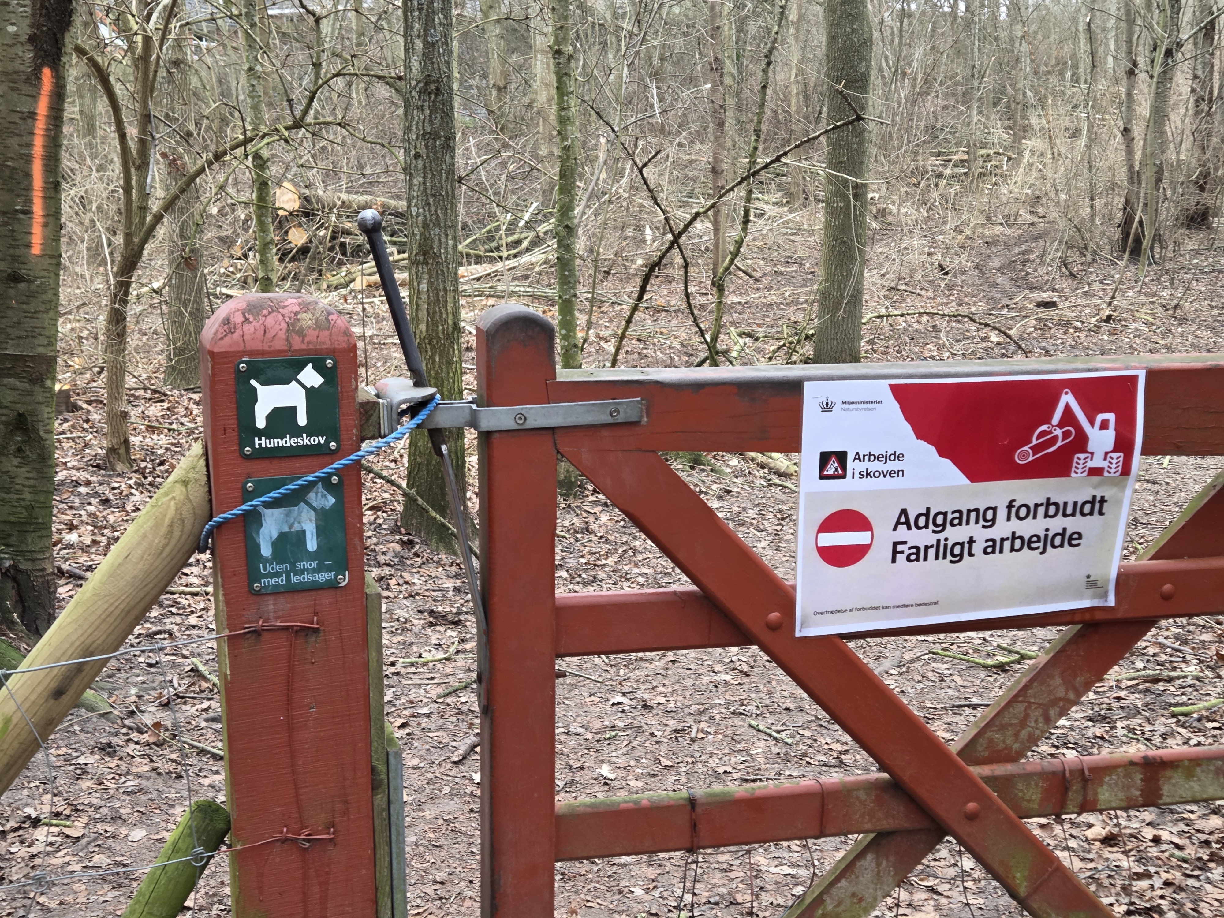 Hundeskov under renovering - Bella måtte kigge langt efter legekammerater