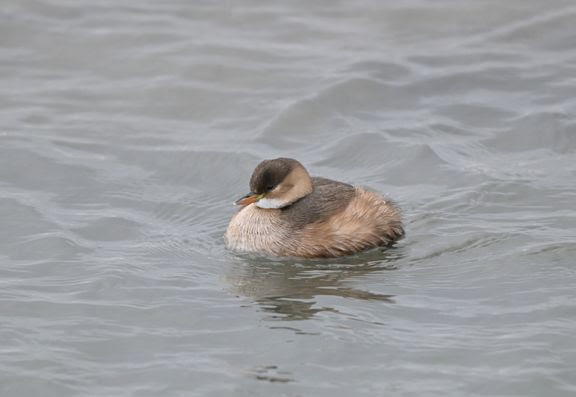  Vinteren tvinger dykkende fjerbolde mod havne og åbent vand