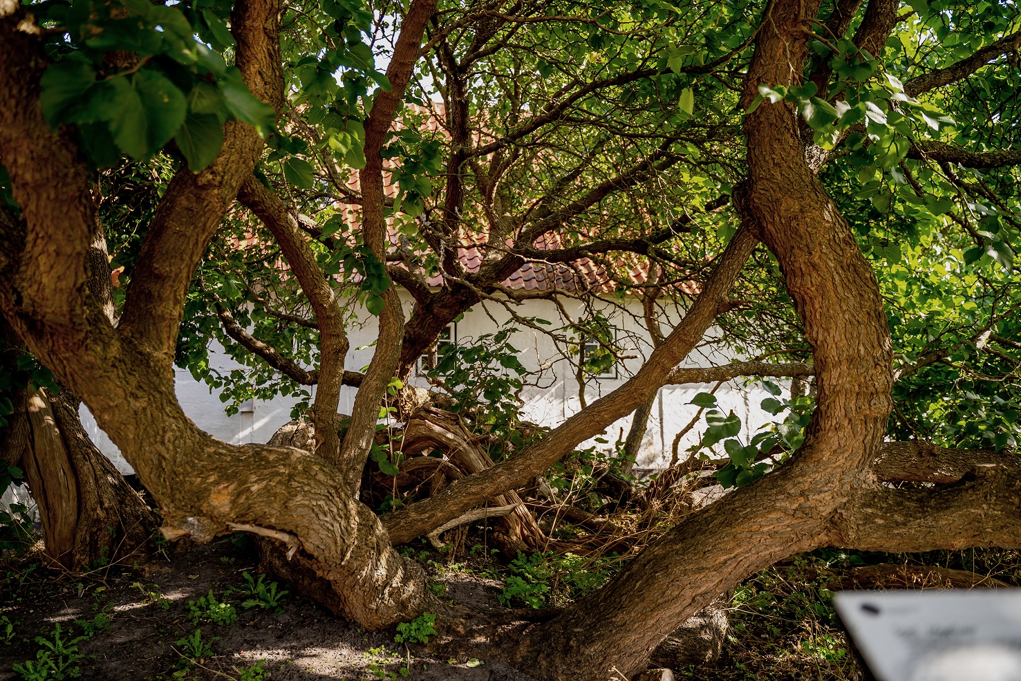 Fejring af gammelt træ