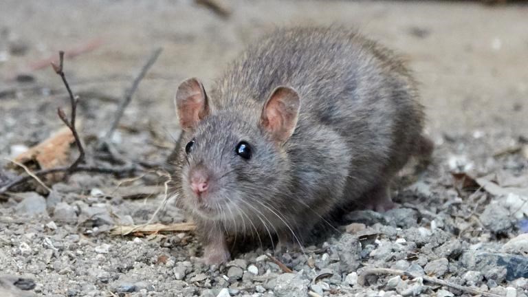 Besøg af rottebekæmperen