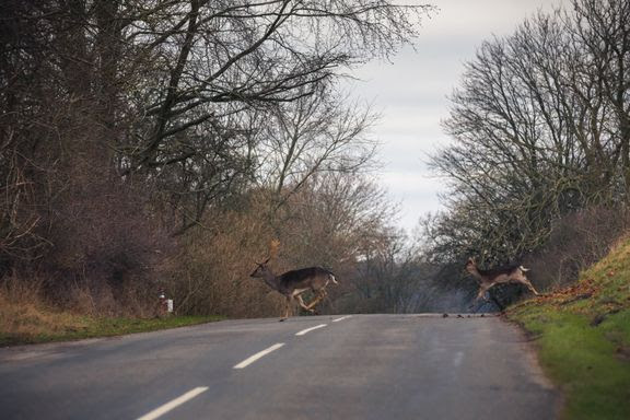 Maj byder på mange påkørsler af rålam i trafikken