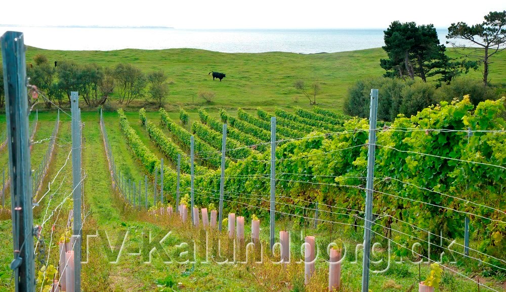 Dyrehøj Vingaard modtager Meny-legat