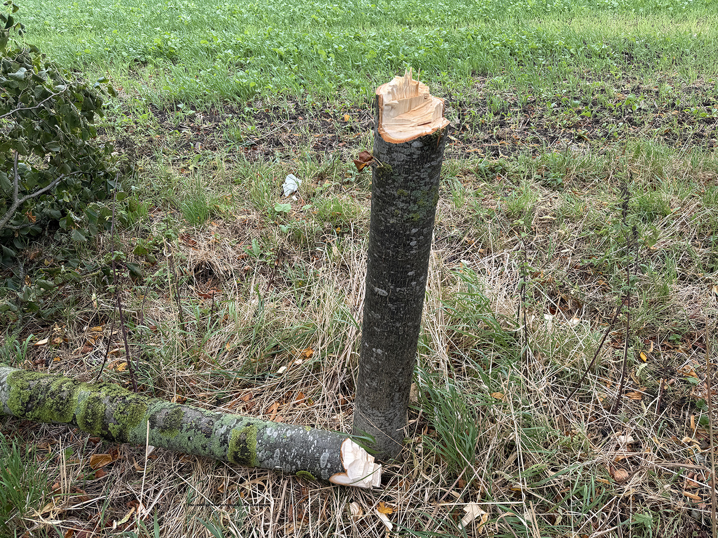 Hærværk med økse mod fredet lindeallé