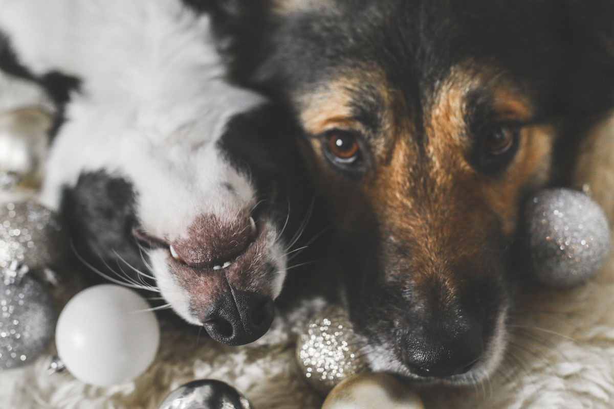 Nytårsaften: Begynd allerede nu at gøre din hund tryg