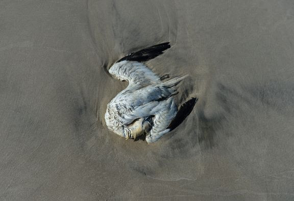 Døde havfugle skal kortlægges langs Danmarks kyster