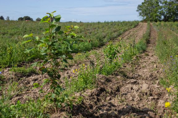 Tre nye skove er på vej i Kalundborg Kommune
