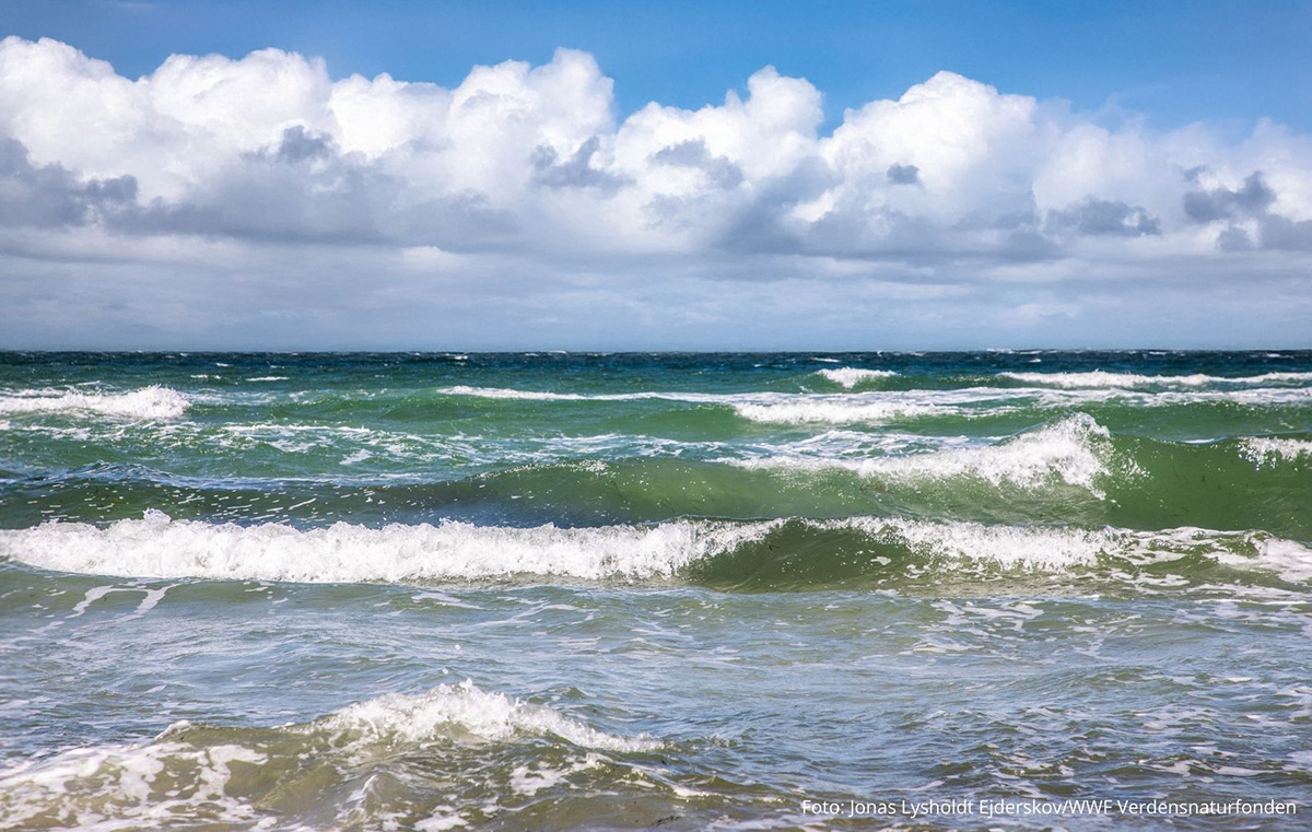 Vil genoprette naturen i Sejerøbugten med stenrev, ålegræs og torsk