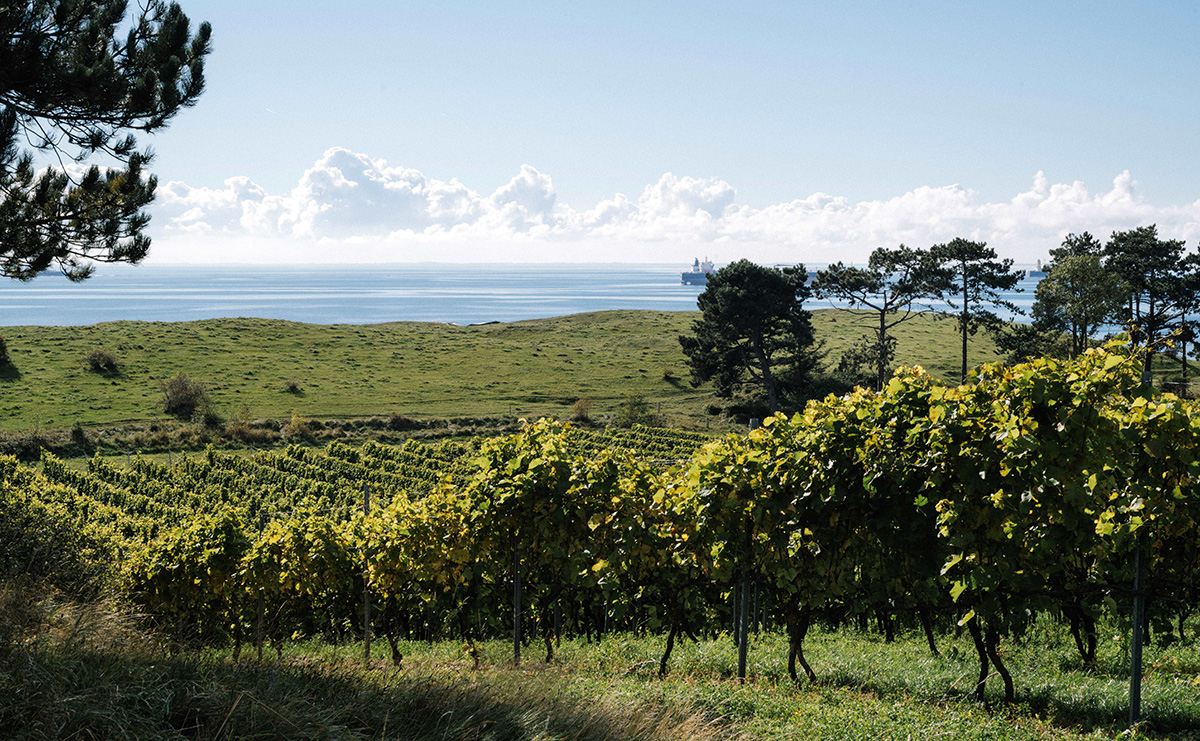 Glamping og oplevelsescenter på vej hos Dyrehøj Vingaard