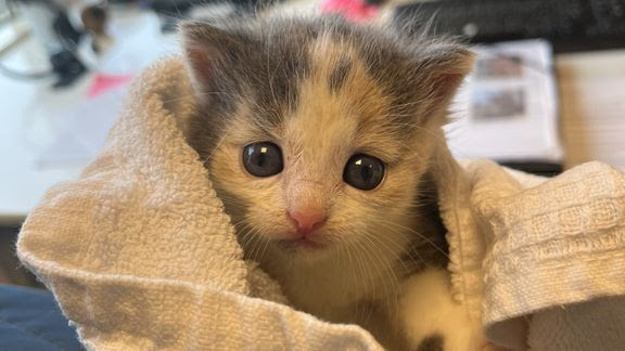  Har du fundet en eller flere killinger?