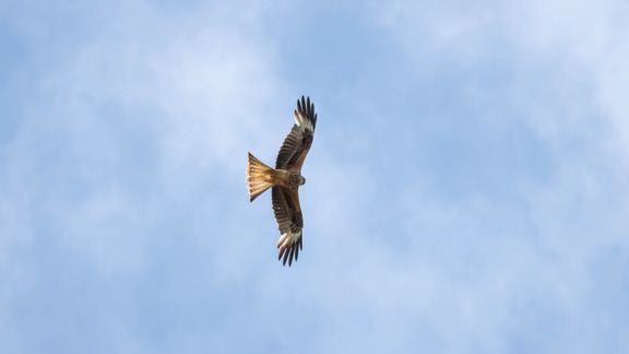  Spænding før glentetælling: Danmarks røde glenter vil måske flygte fra sne og kulde