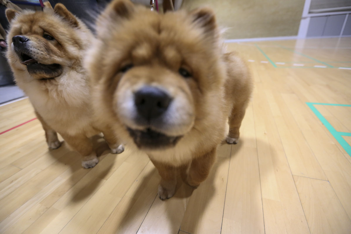 Tre hunderace viste sig frem i Gørlev Hallen