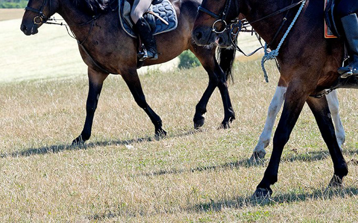 Ridning tillades nu på trampestien 